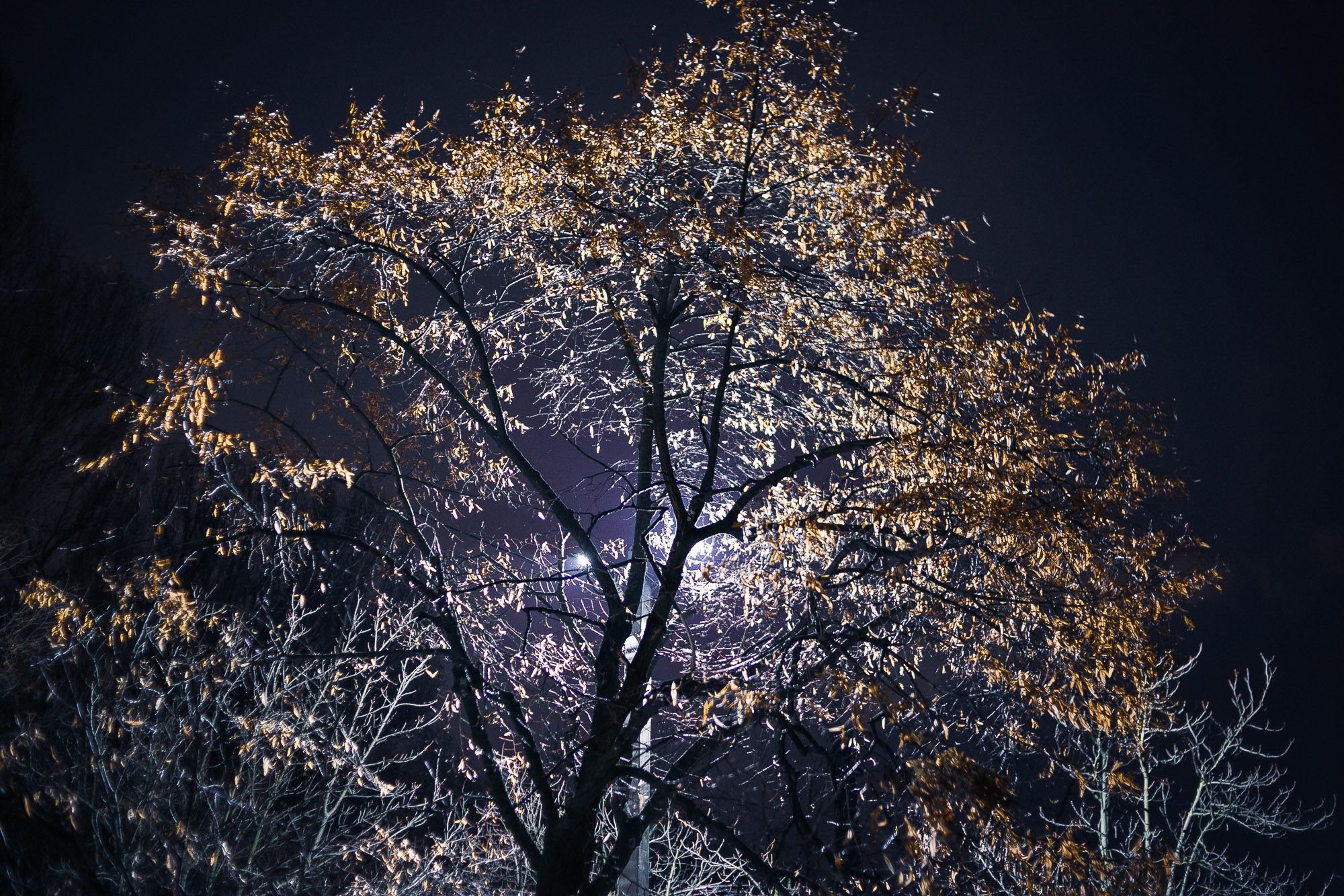 Frozen Trees